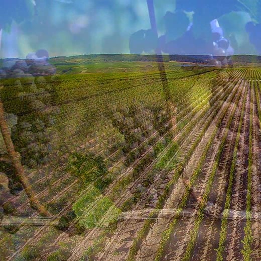 Bild von Weintrauben transparent auf einem Luftbild des Weinfeldes
