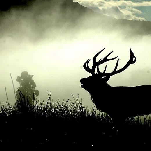 Die Silhouette eines Hirsches im Nebel